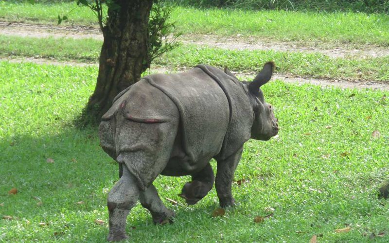 गैँडाको आक्रमणबाट नेचर गाइडको मृत्यु