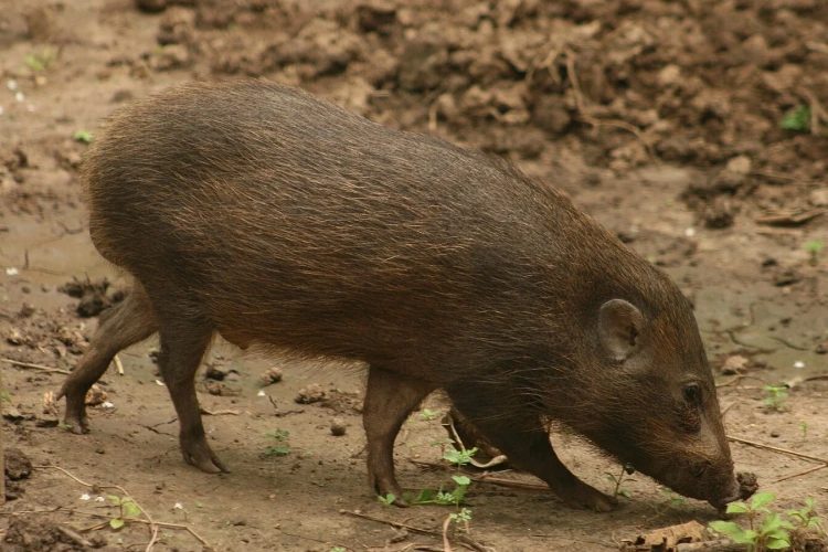 अछाममा जङ्गली बँदेलको आतङ्क