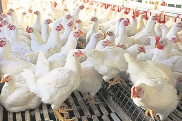 बर्डफ्लु सङ्क्रमण भएका पन्छी बिक्रीवितरण गरेमा सम्बन्धित व्यवसायीलाई कारबाही गर्ने 