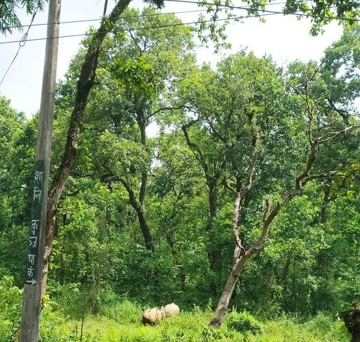 चितवन राष्ट्रिय निकुञ्जमा जीप सफारी बन्द हुने