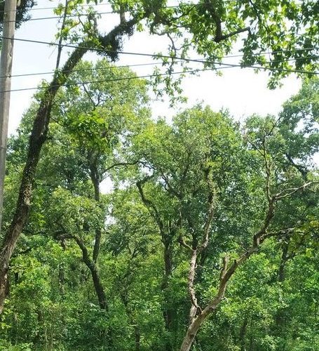 चितवनको टिकौली जंगलमा एक पुरुषको शव फेला