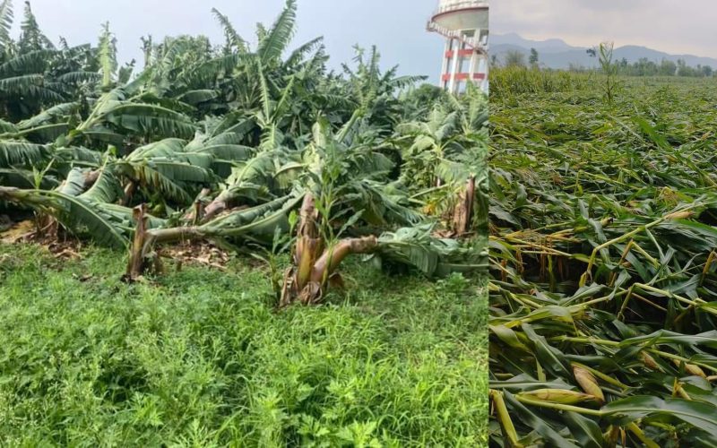 हावाहुरीले चितवनमा केरा, तरकारी, लिचि, मकै लगायत कृषिमा क्षति