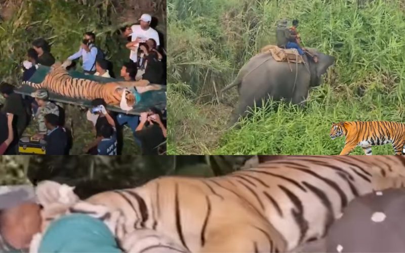 बाघ खोज्न परिचालित  हात्ती बेपत्ता,  बाघ नियन्त्रणमा