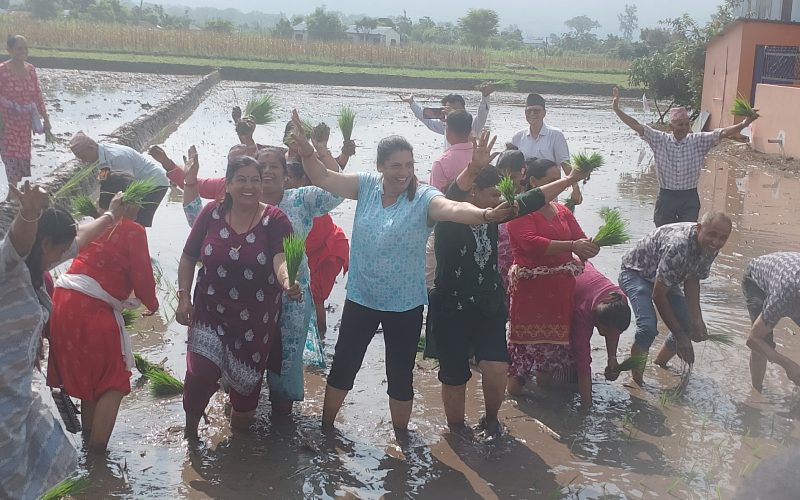 चितवनको कालिका नगरपालिकामा विभिन्न कार्यक्रम सहित धमाधम धान रोपाइँ 