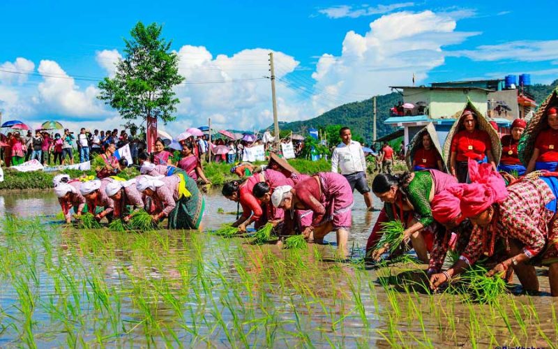 आज धान दिवस अर्थात असार १५, दही चिउरा खाने दिन