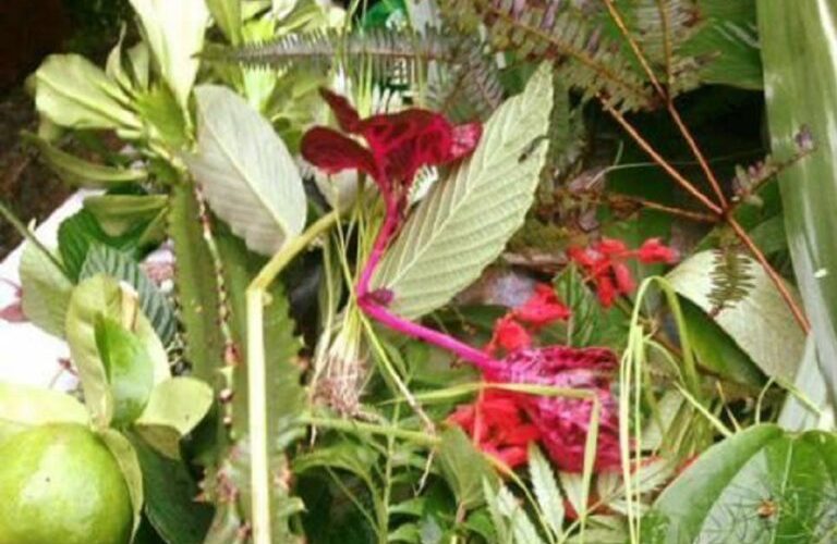 आज साउने संक्रान्ति, लुतो फाल्दै, पूजा गर्दै मनाईदै