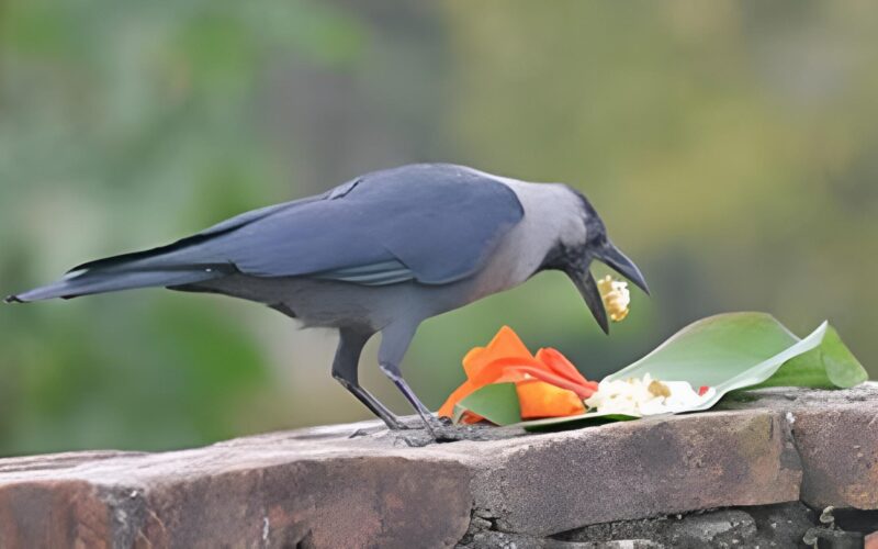 तिहारको पहिलो दिन: आज काग तिहार मनाइँदै