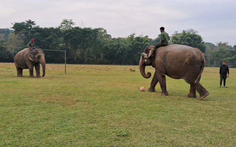 हात्ती महोत्सवको तयारी अन्तिम चरणमा : मुख्यमन्त्री बानियाले उद्घाटन गर्ने 